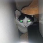 Mister Hidden